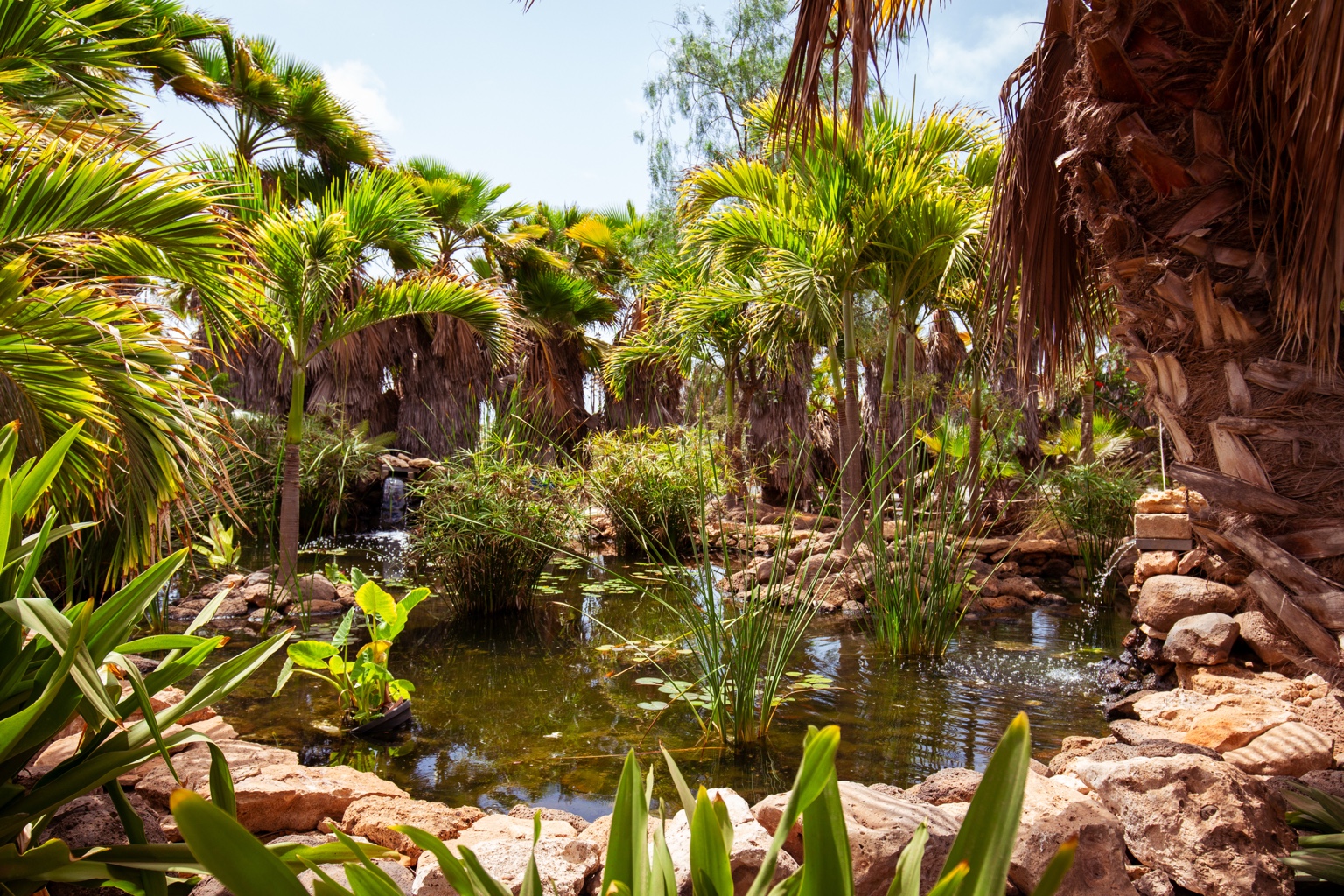 Groene oase op vulkanische grond — Pachamama Ecopark, Sal — Kaapverdië