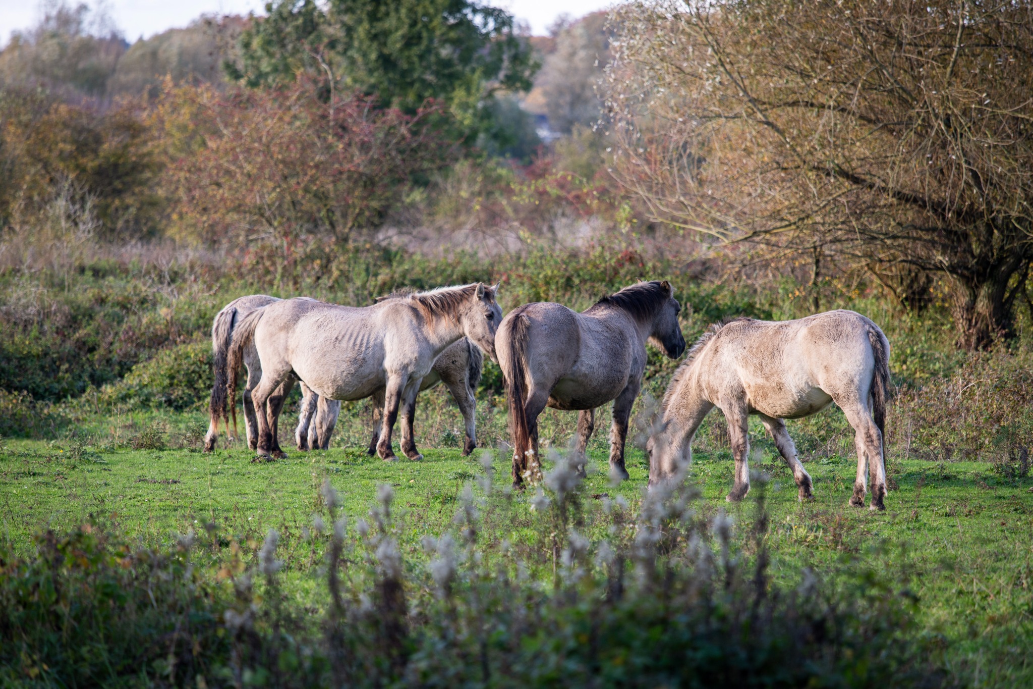 Wilde paarden van Meinerswijk — Meinerswijk, Arnhem